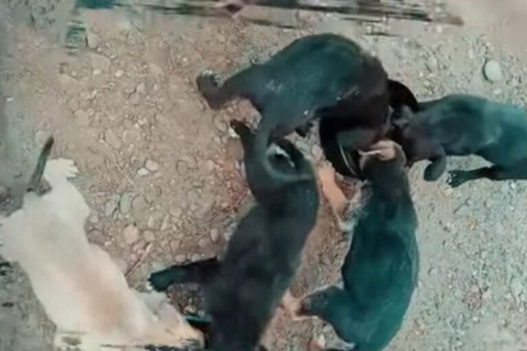 Buscan un hogar para 8 cachorros: “Nadie pregunta por ellos”
