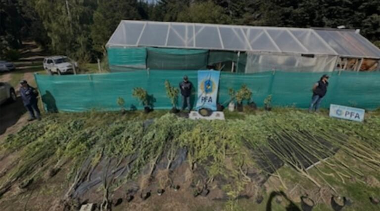 Más de $50 millones en efectivo: la fortuna que escondía un granjero de marihuana dentro de una casa rodante