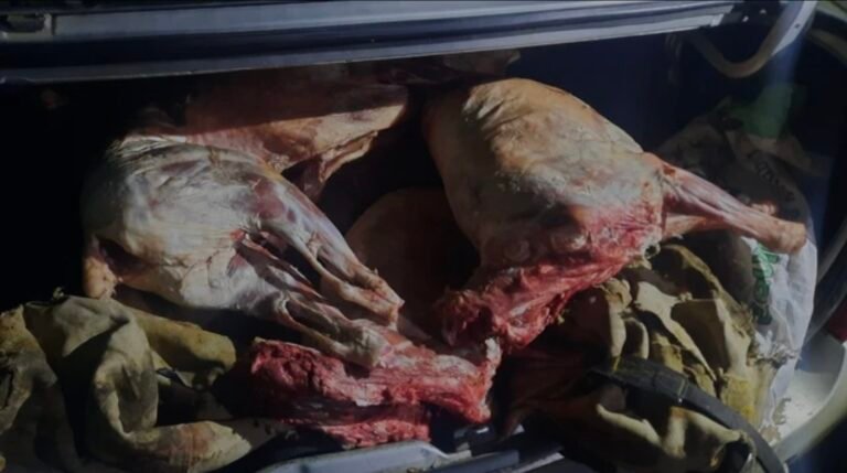 Transportaba carne sin habilitación en el baúl de un auto y la Policía la decomisó