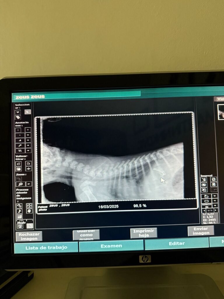 Un cachorro se tragó un anzuelo por accidente y necesita ayuda