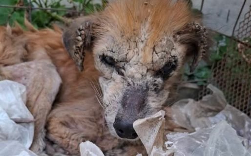 Piden ayuda para un perro que habría sido abandonado: “Está en un estado terrible”