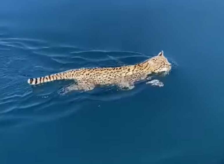 Fue a pescar y se encontró con un gato montés nadando