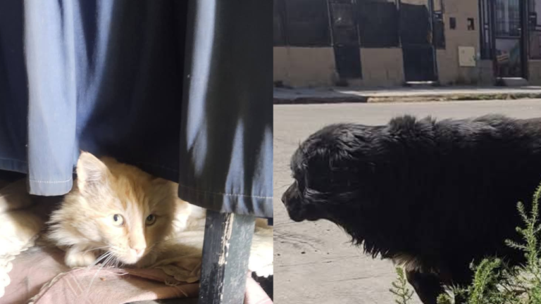 Acusan a un hombre de irse de un alquiler y dejar a un perro y un gato encerrados