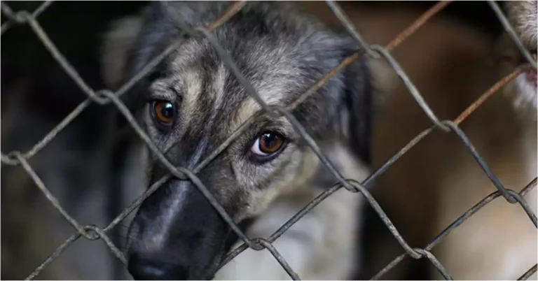 Crean una Fiscalía en Chubut para casos de maltrato animal