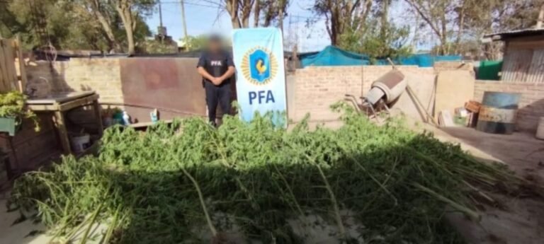 Desmantelaron dos grandes plantaciones de marihuana en General Roca