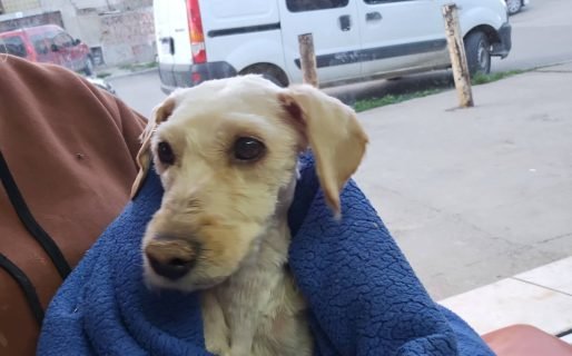 Buscan un hogar para una perrita rescatada: “Está muy débil y flaca”