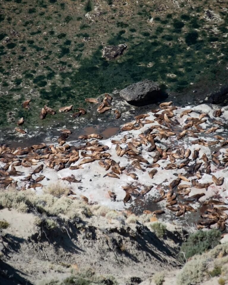 Día del Animal: Chubut se posiciona a la vanguardia de las políticas públicas contra el maltrato animal en el país