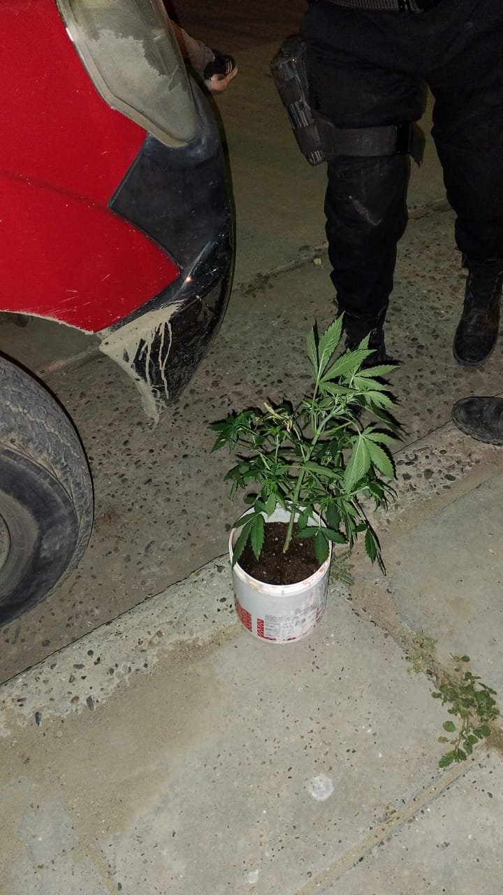 Lo atraparon caminando con una planta de marihuana