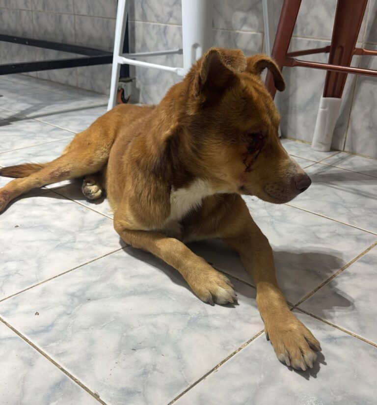 Sufrió crueldad animal y ahora busca un hogar