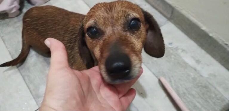 Encontraron a un perrito asustado en medio de la lluvia y buscan a sus dueños