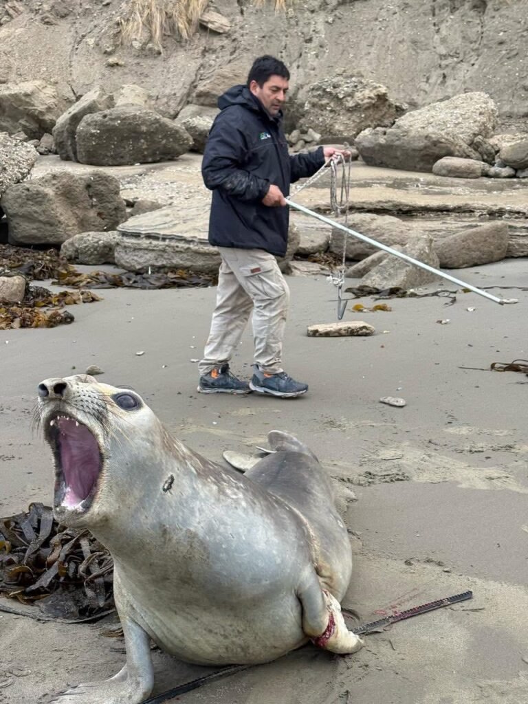 Liberaron a un elefante marino que estaba enmallado en una correa de motor