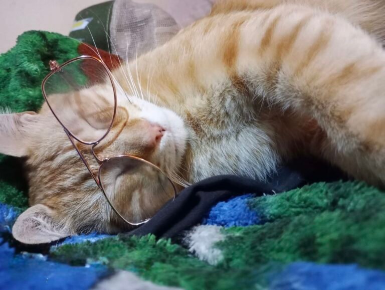Vende pancitos para poder llevar a su gato al veterinario: “Tu compra me ayudaría mucho”