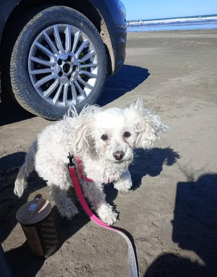 Buscan a Katy, una perrita de 14 años que se perdió en el barrio Abel Amaya