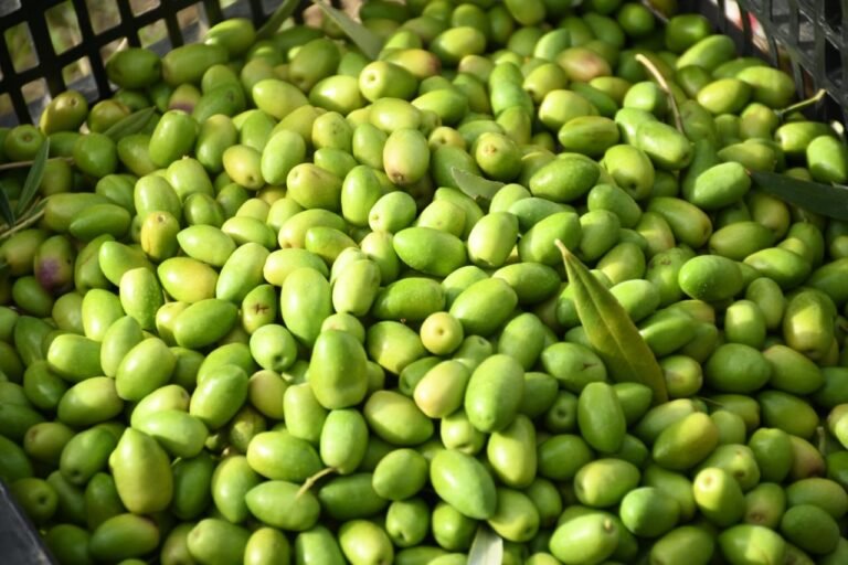 Se inició la cosecha 2025 para la extracción de aceite de oliva con sello local