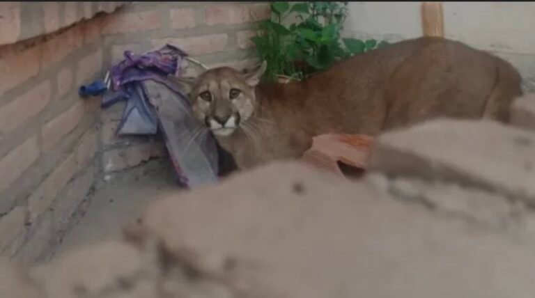 Un puma intentaba escapar de los perros y un hombre lo mató a golpes