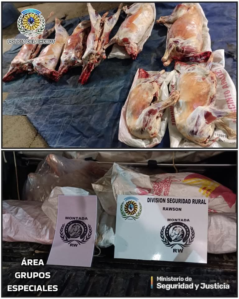 Intentaba transportar ocho ovinos faenados ilegalmente y fue detenido