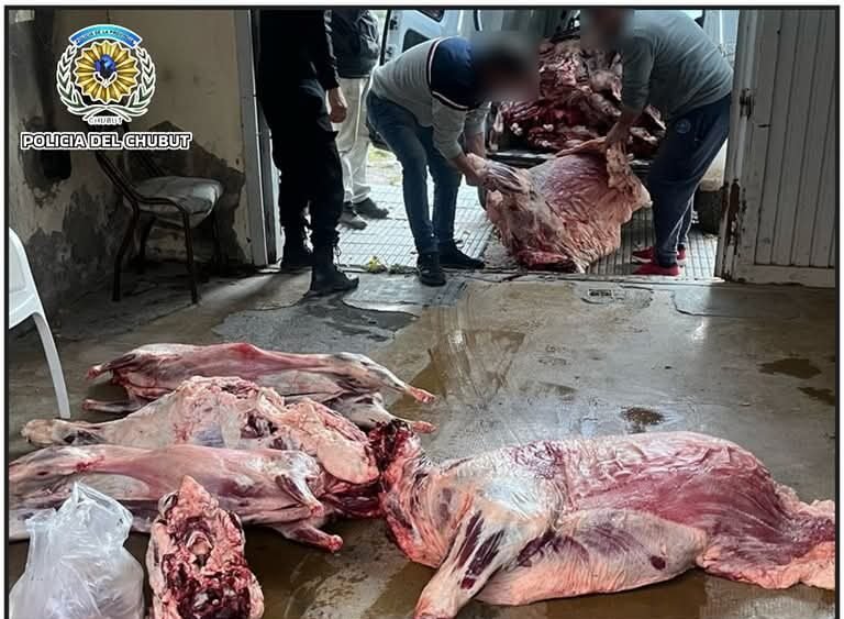 Detienen a una camioneta que llevaba un ternero y 20 capones faenados sin habilitación