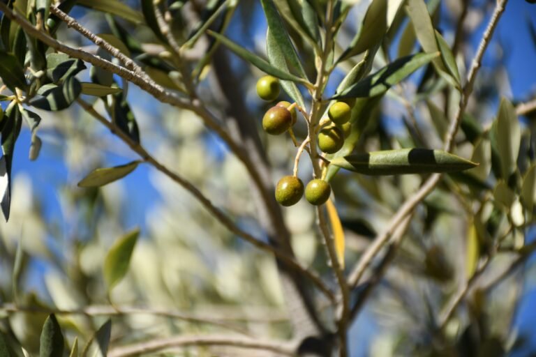 Impulsan la producción local de aceite de oliva y convocan a productores