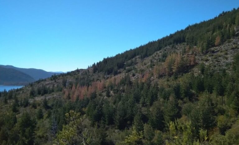 Diputados aprobaron la Ley de Bosques en Chubut
