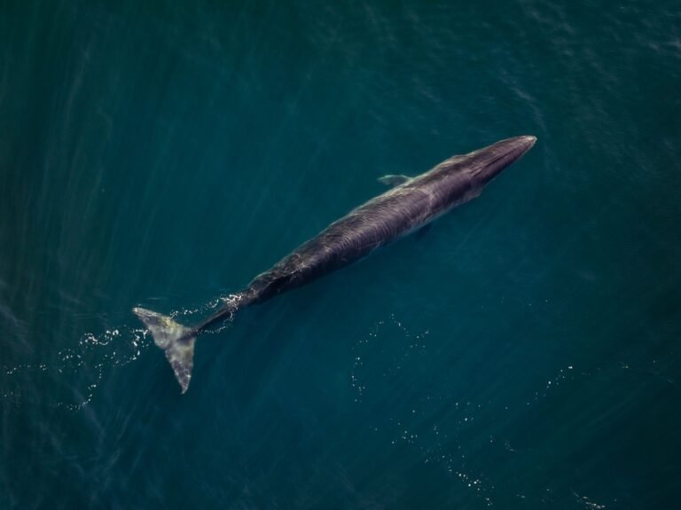Rada Tilly comienza a vivir la temporada de ballena sei