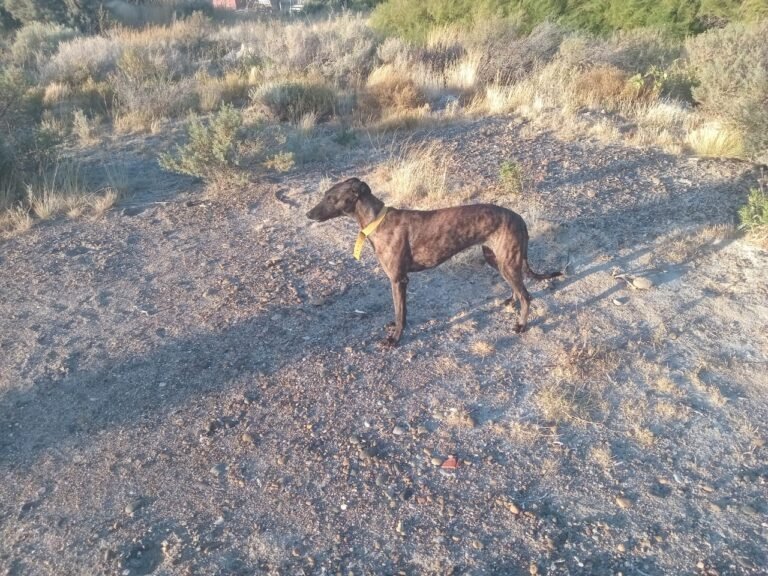 Buscan a una perra perdida en la playa Pan de Azúcar, cerca de Comodoro Rivadavia