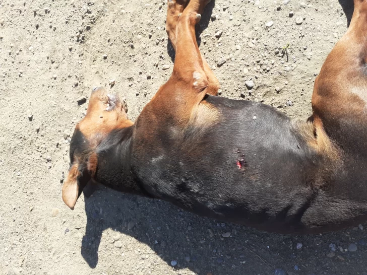 Un hombre mató a un doberman de una puñalada: “Fue para defender a mi perro”