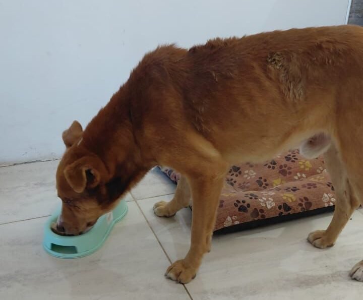 El perrito atacado en los ojos fue adoptado, pero necesita ayuda para afrontar su recuperación