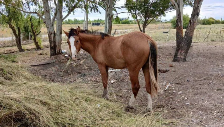 Crueldad: descuartizaron la mascota de unos chicos para vender la carne