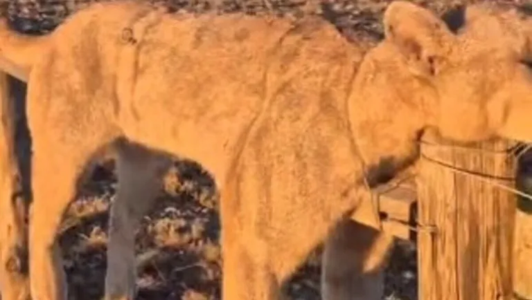 Indignante: encuentran tres pumas muertos y atados con alambre en plena ruta