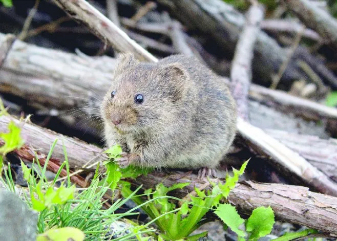 Caso de hantavirus en Corcovado: una mujer está internada en Esquel