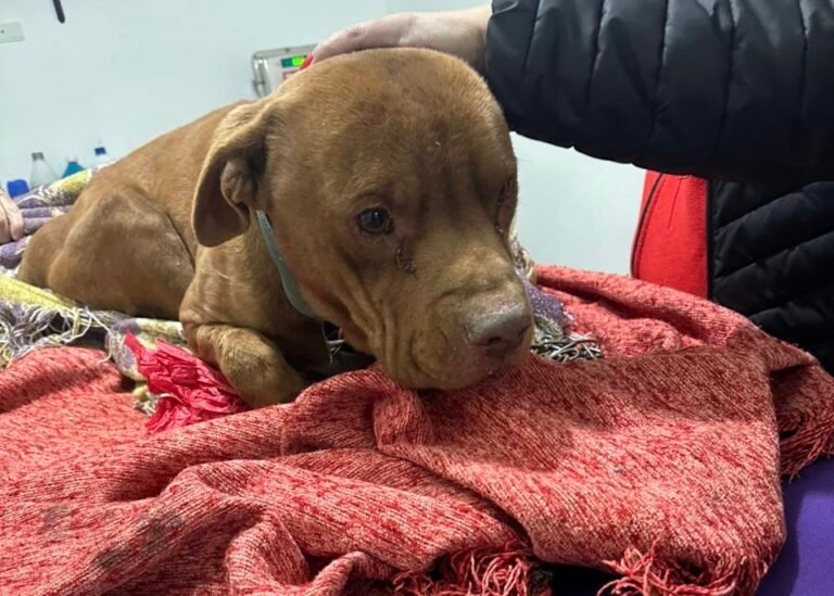 “Que se muera nomás”: la frase cruel de una familia que dejó a su perro enfermo y atado