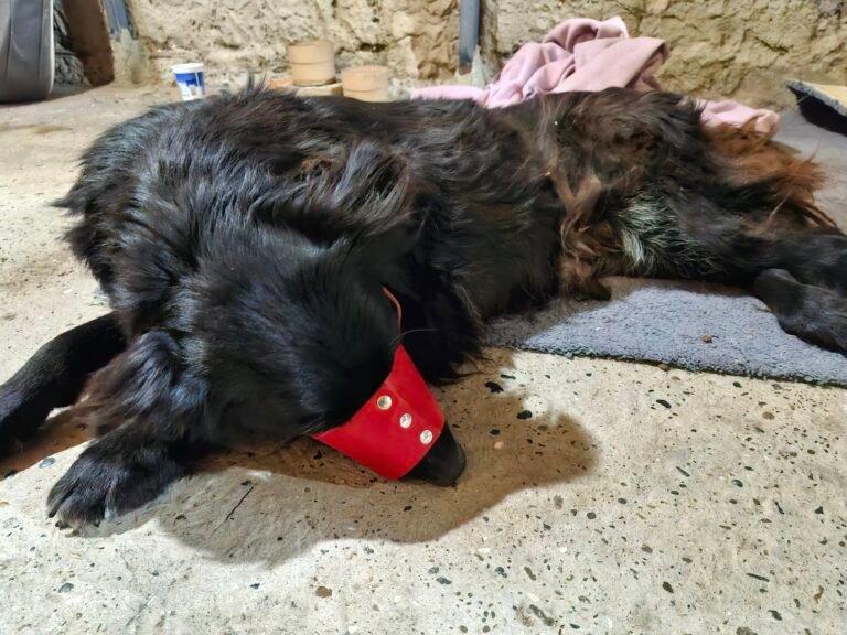 Urgente pedido de tránsito temporal para “Negrita”, una perra atropellada