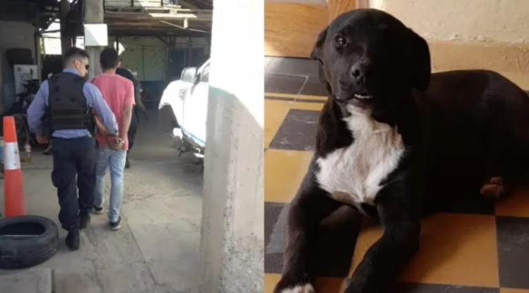 Golpeó a su perro, lo filmaron y la Justicia lo obligó a trabajar en una guardería de animales