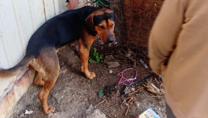 Atado, golpeado y expuesto al frío: grave caso de maltrato animal en Comodoro