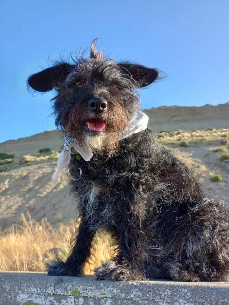 Vende cuadros pintados a mano, para costear el tratamiento de su perrita con posible cáncer