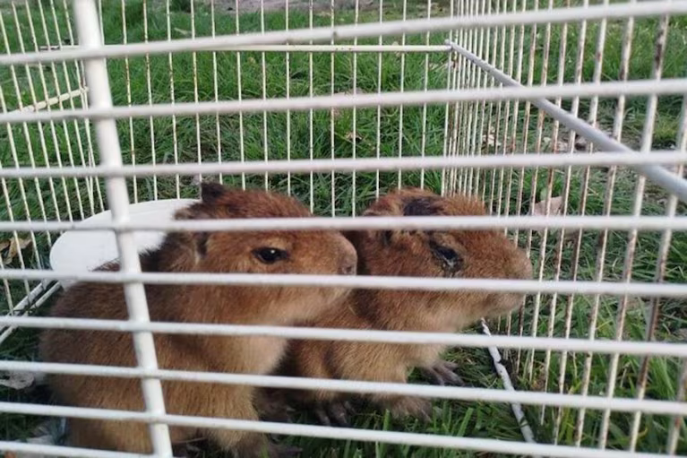 Rescataron a dos crías de carpinchos en una casa que vendía “milanesas de capibara”