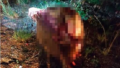 Atropellaron una vaca y más tarde apareció faenada