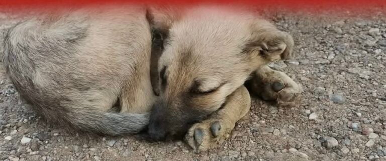 Buscan tránsito urgente para una perrita ciega: su futuro es incierto si no aparece ayuda