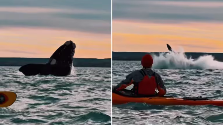 Ballenas francas sorprendieron a un grupo de kayakistas