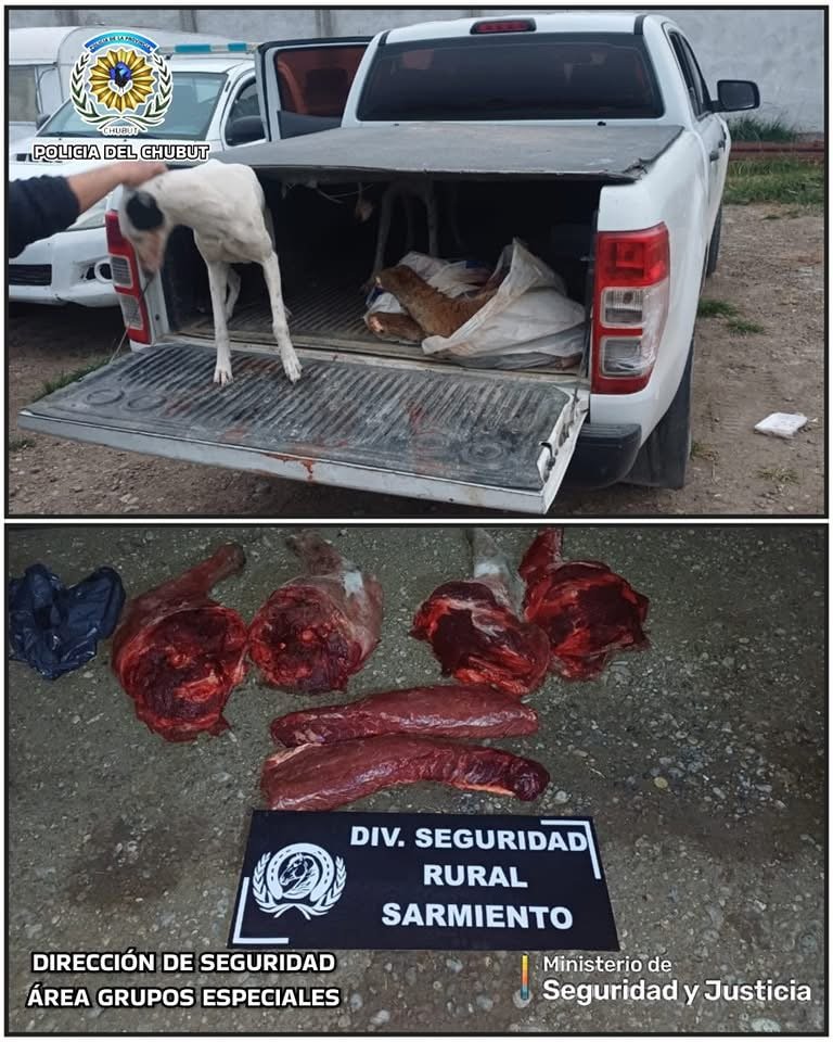 Cazaba guanacos con perros y fue detenido en control rural