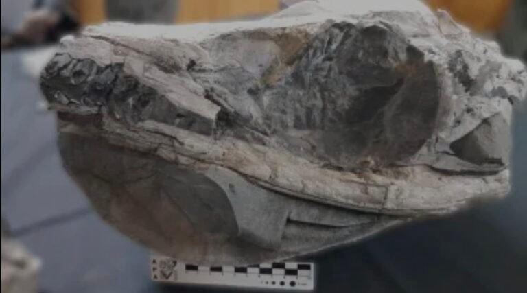 Hallan un cocodrilo marino de 150 millones de años