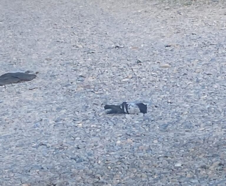 Muerte de palomas: desde Veterinaria descartaron que se trata de influenza aviar y newcastle