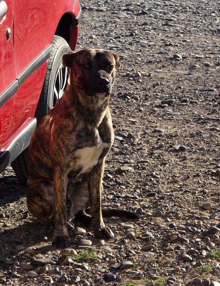 “Vienen a tirar y abandonar perros a Astra”