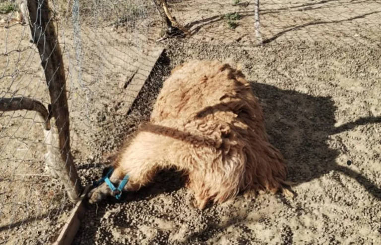 Crueldad: cuatreros mataron a tiros a dos llamas que eran utilizadas para terapia