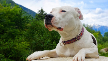 Su perro atacó brutalmente a una nena de 4 años y deberá cumplir una probation