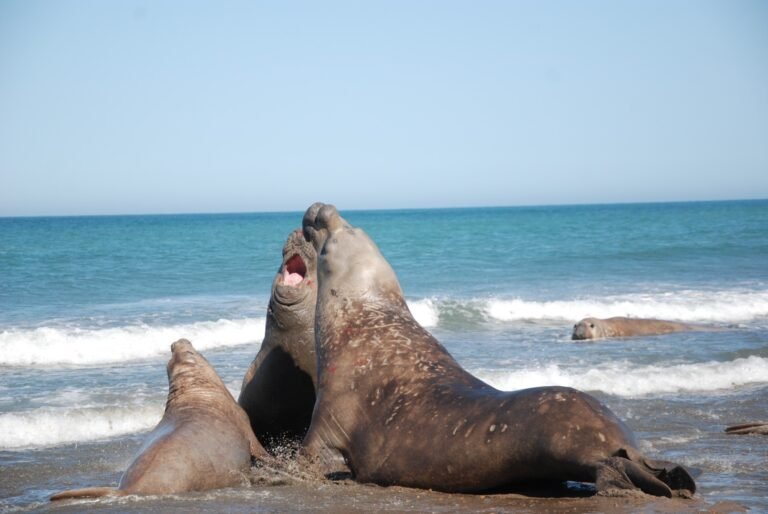 Crítica situación para la población de elefantes marinos de Península Valdés tras la epidemia de gripe aviar