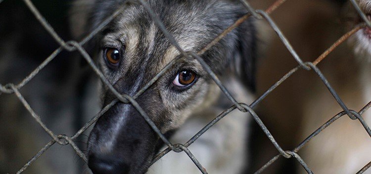 Crean una fiscalía especializada en investigar delitos ambientales y contra los animales