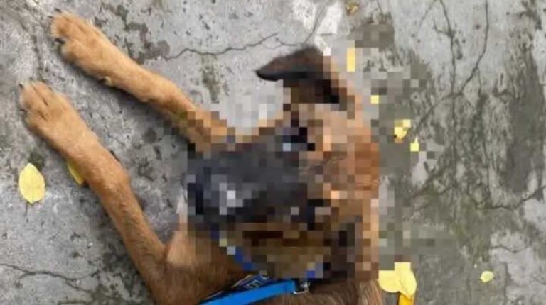 Horror: abusó de la perra de su vecina y la Justicia lo liberó