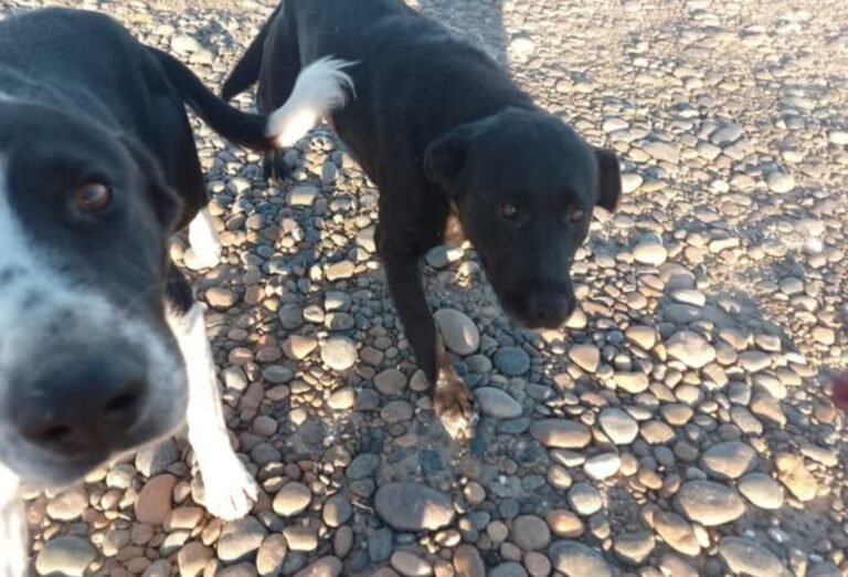 Buscan un hogar para dos perritos que sobreviven en una playa