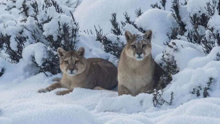 Prohíben cazar pumas y zorros en Santa Cruz por primera vez
